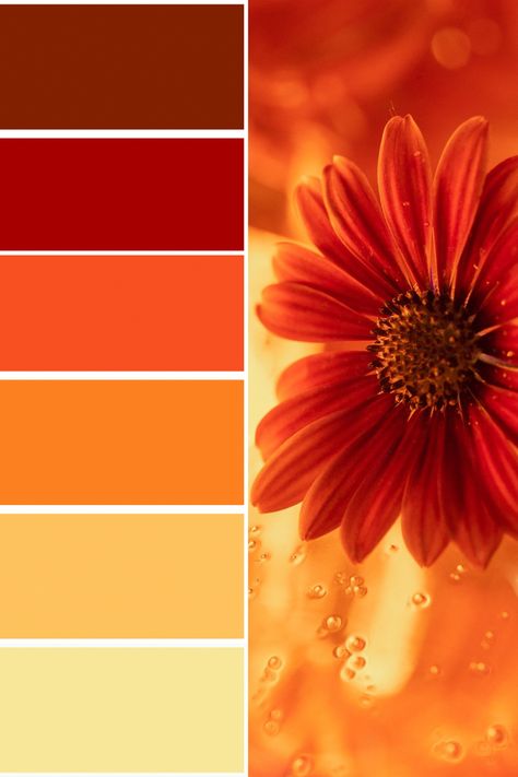 Sunflower Color Palette Red Orange Yellow Palette, Orange Color Pallete Colour Palettes, Burn Orange Color Pallet, Vibrant Orange Color Palette, Red And Orange Colour Palette, White And Orange Color Palette, Red And Yellow Colour Palette, Yellow And Red Palette, Orange Pallete Combination