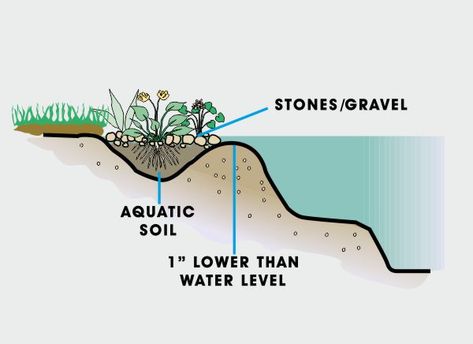 Guide to Bog & Marsh Pond Plants | World of Water Pond Edging Ideas, Pond Edging, Garden Stream, Ponds For Small Gardens, Bog Plants, Aquascape Design, Natural Swimming Ponds, Outdoor Ponds, Plants Uk