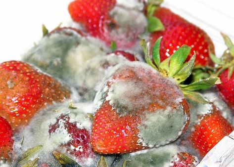 Rotten Food, Benefits Of Berries, Rotten Fruit, Gross Food, Growth And Decay, Food Mold, Canned Fruit, Food Matters, Garden Veggies