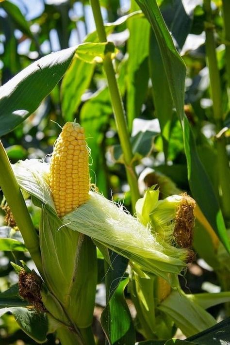 Maize Plant Photography, Corn Fields Photography, Maize Plant, Agriculture Pictures, Corn Farm, Farming Land, Agriculture Photography, Natural Farming, Fruit Photography