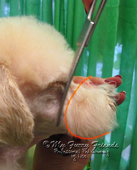 Trimming Dog Face, Poodle Face Grooming, Curly Hair Dog Grooming, How To Trim Dog Hair, Creative Grooming Short Hair Dog, Japanese Dog Grooming, Trimming Dog Paw Hair, Pets Grooming, Dog Hair Dye