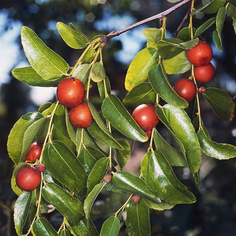 Tart Cherry Juice Benefits, Cherry Juice Benefits, London Cafes, Jujube Tree, Jujube Fruit, Tart Cherry Juice, Fruit Benefits, Fruits Images, Cherry Juice