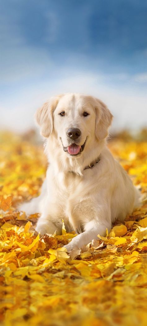 Vivo X50 Pro Wallpaper Dog Cottage, Golden Retriever Wallpaper, Dog Foto, Celebrity Dogs, Golden Labrador, Animals Amazing, Cute Dog Pictures, Kittens And Puppies, Dog Wallpaper