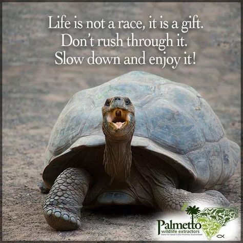 Turtle Quotes, Russian Tortoise Diet, Russian Tortoise, Tortoise Care, Desert Tortoise, Sulcata Tortoise, Galapagos Tortoise, Tortoise Turtle, Turtle Love