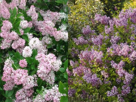 Almost everyone remembers the spring scent of lilacs, which reminds him of childhood. And indeed, these beautiful plants are widespread in horticulture. These days you… Miss Kim Lilac, Korean Lilac Tree, Bloomerang Lilac, Korean Lilac, Lilac Varieties, Lilac Plant, Lilac Bush, Lilac Bushes, Lilac Tree