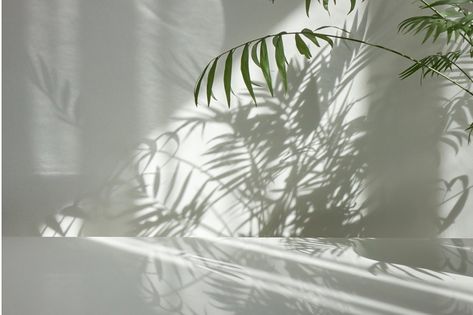 Fresh natural branches of evergreen tropical palm plant with decorative shadows on a light wall and glossy table surface. Game of shadows on a wall from window at the sunny day. Tech Apartment, Light And Shadow Photography, Shadow Plants, Natural Branches, Bratz Girls, Table Surface, Shadow Photography, Palm Plant, Letter X