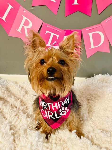 Dog 1st birthday photo Yorkie Cakes Birthday, Yorkie Birthday, Yorkie Cuts, Yorkie Puppy, Birthday Pictures, Dog Birthday, Birthday Photos, Yorkie, First Birthdays