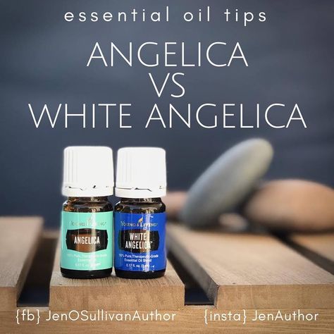 Angelica vs. White Angelica • Angelica is a single species essential oil. • White Angelica is a blend of Melissa, Northern Lights Black Spruce, Royal Hawaiian Sandalwood, Myrrh, Hyssop, Rose, Geranium, Bergamot, Ylang Ylang, and Rosewood with a small amount of Sweet Almond Oil. • Both are used for energy balance but from different ends of the spectrum. • White Angelica is to help guard against other people’s negative energy. • Angelica is to help release your own negative energy. Northern Lights Black Spruce, White Angelica, Black Spruce, Young Living Essential Oils Recipes, Energy Balance, Essential Oils Health, Lights Black, Diffuser Recipes, Rose Geranium