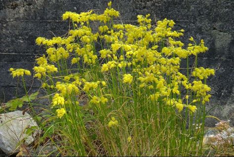 Allium flavum Allium Millenium, Allium Aflatunense, Allium Ostrowskianum, Allium Sphaerocephalon, Allium Sativum, Planting Flowers, Plants