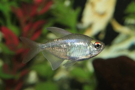 Diamond Tetra, Glass Catfish, Tetra Fish, Neon Tetra, Community Tanks, Floating Plants, Fish Care, Group Of Dogs, Beautiful Fish