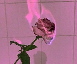 Burning Flowers, Burning Rose, Red Aesthetic Grunge, Aesthetic Roses, Rosé Aesthetic, Neon Aesthetic, Picture Collage Wall, Pastel Pink Aesthetic, Images Esthétiques