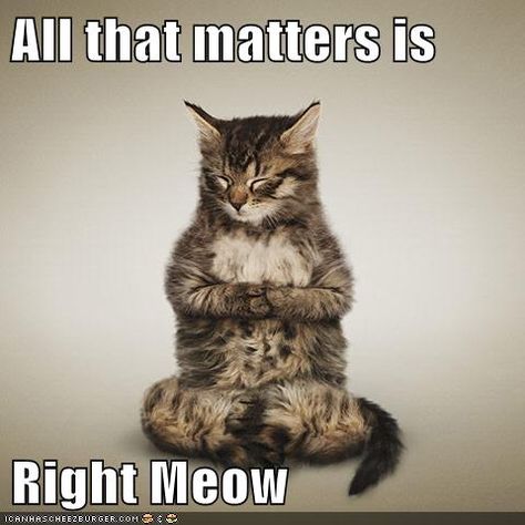 Just for fun! Be present and mindful today! Cat Yoga, Funny Cat Memes, Dalai Lama, Kitty Cats, Yoga Inspiration, How To Do Yoga, Inner Peace, The Words, Thought Provoking