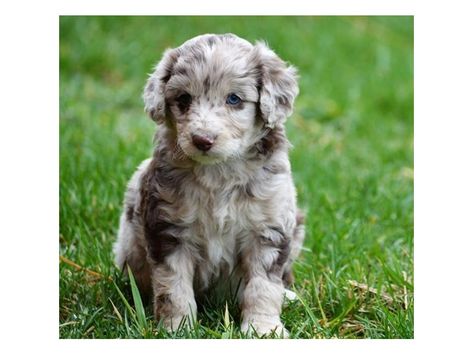 Mini Aussie-Poo Aussie Poo, Mini Aussie, Dog Id, Dogs, Red, Animals