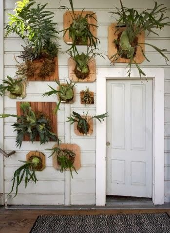 vignette design: The Staghorn Fern As Living Taxidermy Relaxing Decor, Vignette Design, Flora Grubb, Staghorn Fern, Float Trip, River Lodge, Fern Plant, Elle Decoration, Garden Stuff