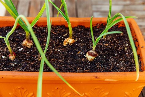 Growing garlic in containers is a challenge, but it can be worth the work. Learn how to plant your garlic in a pot and when to harvest it. Garlic In Containers, Planting Flowers From Seeds, Garlic Plant, Garlic Growing, Garlic Garden, Garlic Flower, Grow Garlic, Harvesting Garlic, Cooking Vegetables