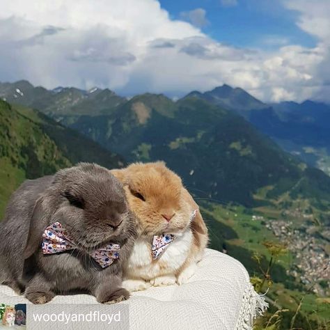 Traveling bunnies via digital wizardry Switzerland Ticino, Bunny Care Tips, Funny Bunny Videos, Rabbit Crafts, Cute Buns, Bunny Mom, Rabbit Care, House Rabbit, Pet Bunny