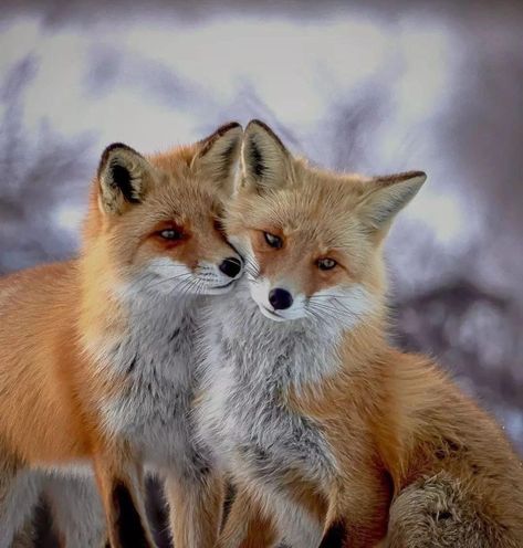 Fox Couple, Fox Animal Photography, Fox Animal Aesthetic, Foxes Cuddling, Fox Pictures Photographs, Fox Pups, Celtic Animals, Fantastic Fox, Baby Barn