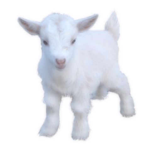 White goat polyvore moodboard filler White Goat Aesthetic, Vintage Icons Rp, Goat Aesthetic, Goat Icon, Soft Moodboard, Icon White Background, Vintage Kidcore, Goat Png, Taylor Swift Performing