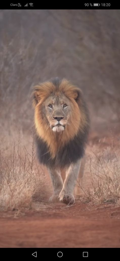 Lion Videos King, Lions Walking, Walking Video, Lion Walking, Lion Couple, Walking Animation, Friendship Photos, Lion Photography, Lions Photos