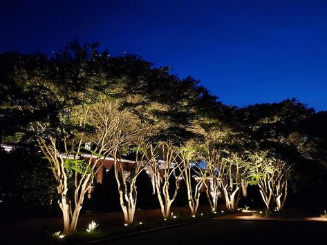 Protrade Up-Light Light In The Field Uplighting Trees, Tree Uplighting, Event Lighting Design, Solar Tree, Outdoor Tree Lighting, Garden Lighting Design, Park Lighting, Myrtle Tree, Up Lighting