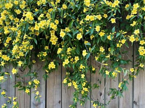 Carolina Jessamine - Southern Living Garden Climbers, Carolina Jasmine, Fast Growing Vines, Hydrangea Petiolaris, Jasmine Vine, Evergreen Vines, Growing Vines, Climbing Hydrangea, Garden Vines