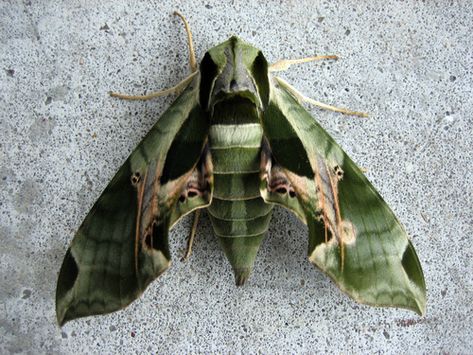 Pandorus Sphinx Moth (Insects of Ohio) · iNaturalist Moth Photo, Giant Moth, Sphinx Moth, Moth Fly, Moth Caterpillar, Butterfly Species, Moth Art, Hawk Moth, Photo C