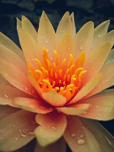 Orange Lotus Flower, Floral Photography, Flower Lover, Floral Style, Branding Inspiration, Flowers Photography, Galaxy Wallpaper, Lotus Flower, Beautiful Paintings