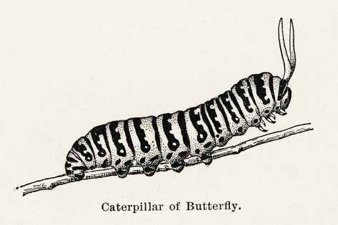 Public Domain | Caterpillar of Butterfly from Moths and butterflies of the United States (1900) by Sherman F. Denton (1856-1937). Digitally enhanced from our own publication. Caterpillar Drawing, Caterpillar Tattoo, Insect Drawing, Caterpillar Art, Caterpillar Insect, Moths And Butterflies, Bug Tattoo, Insect Tattoo, Arte Grunge