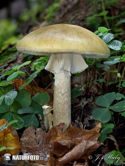 Mushroom Photos, Amanita Phalloides, Poisonous Mushrooms, Mushroom Images, Mushroom Pictures, Mushroom Drawing, Wildlife Pictures, Stuffed Mushroom Caps, Mushroom Fungi