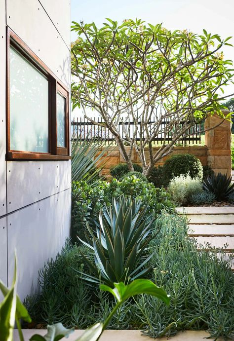 A headland garden with hardy succulents and low-maintenance plants Hardy Succulents, Summer Flowering Bulbs, Front Garden Design, Homes To Love, Australian Garden, Coastal Gardens, Mediterranean Garden, Low Maintenance Plants, Garden Landscape Design