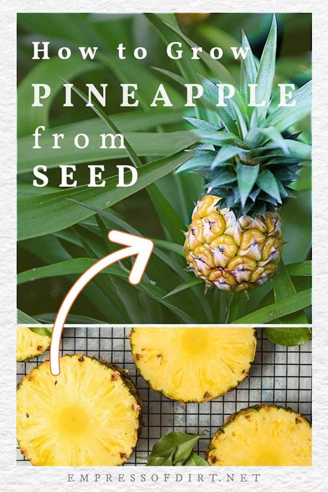 Growing A Pineapple, Grow Pineapple Plant, Grow Pineapple, Growing Pineapple, Diy Pineapple, Pineapple Planting, Planting Calendar, Ripe Pineapple, Container Vegetables