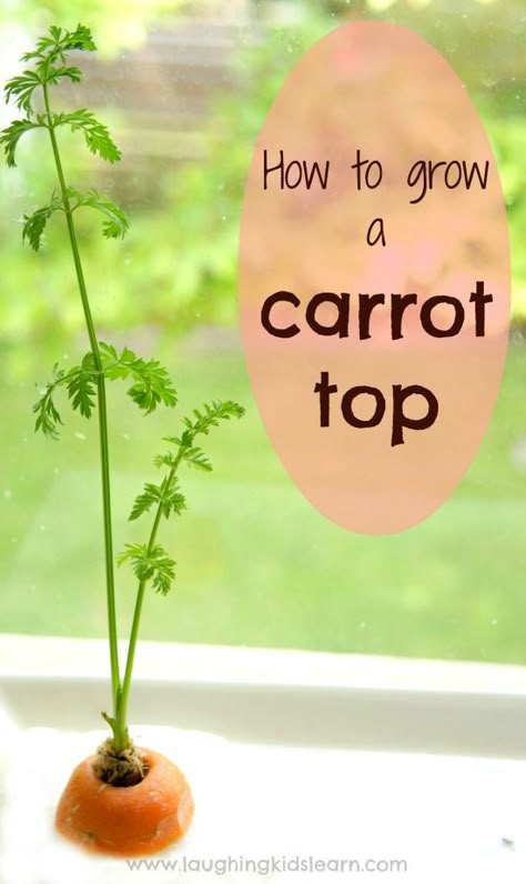 How to grow a carrot top - Laughing Kids Learn Preschool Garden, Plants Unit, Nutrition Quotes, Carrot Top, Spring Preschool, Fitness Exercises, Plant Science, Easy Science, Preschool Science