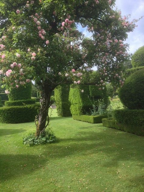 Topiary Aesthetic, Spring Topiary, Green Field, Nature Aesthetic, Pretty Places, Green Aesthetic, Clematis, Secret Garden, Beautiful Gardens