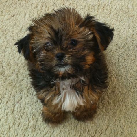 My shorkie puppy Tula! Shorkie Dogs, Shitzu Poodle, Puppy Care Tips, Shorkie Puppies, Shitzu Puppies, Dogs Pictures, House Pets, Yorkshire Terriers, Purebred Dogs