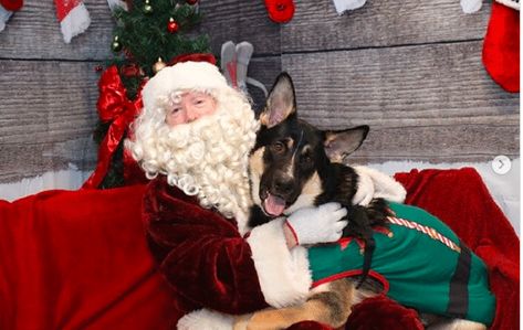 Dog Photos With Santa, Dog Pictures With Santa, Dog Mom Christmas Pictures, Dog Santa Photos, Pet Santa Photos, Photos With Your Dog, Christmas Pet Photos, Photo Time, Dog Club