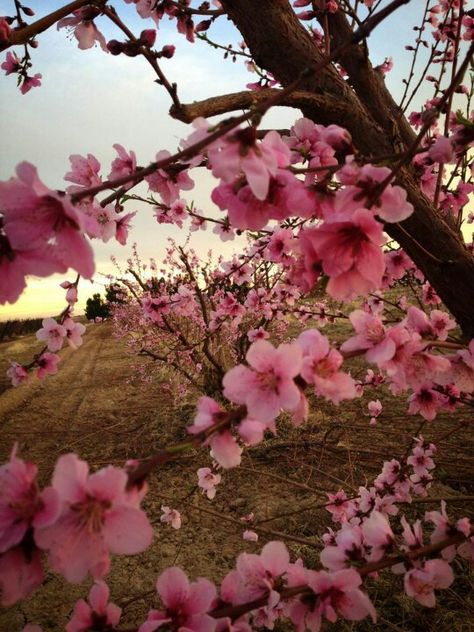 White Peach trees at Schneph Farms - Queen Creek, AZ Growing Citrus, Peach Trees, Sonoran Desert, Peach Blossoms, Vacation Spots, Floral Wreath, Arizona, Blossom, Wedding Inspiration