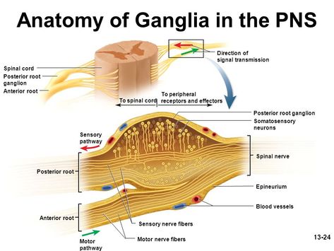 A ganglion is a cluster of neurosomas outside the CNS wrapped in an epineurium continuous with that of the nerve. Bundles of nerve fibers lead into and out of the ganglion. The posterior root ganglion contains somas conducting signals from the peripheral sense organs toward the spinal cord. The anterior root in this picture is not part of the ganglion. Dorsal Root Ganglion, Sensory Pathways, Sensory Nerves, Nerve Fiber, Spinal Nerve, Biology Notes, Nerve Cell, Medical Art, Spinal Cord