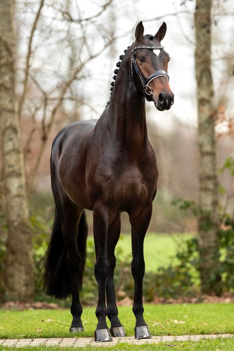 Bay Warmblood Horse, Dark Chestnut Horse, Dark Brown Horse Aesthetic, Dark Bay Horse Aesthetic, Thourghbreds Horses, Dark Bay Horse, Dark Brown Horse, Kwpn Horse, English Horses