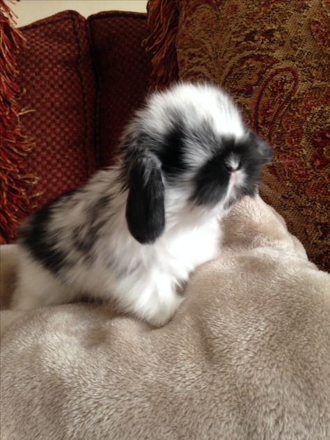 Brown Lop Bunny, Bunny Lop Holland, Grey Holland Lop Bunny, Orange Holland Lop, Black And White Holland Lop, Pet Bunny Rabbits, Cute Bunny Pictures, Holland Lop, Bunny Care