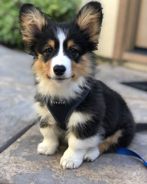 Corgi Mix Puppies, Corgis Puppies, Corgi Mix Breeds, Corgi Dog Breed, Cute Corgi Puppy, Pembroke Welsh Corgi Puppies, Welsh Corgi Puppies, Corgi Mix, Corgi Puppy