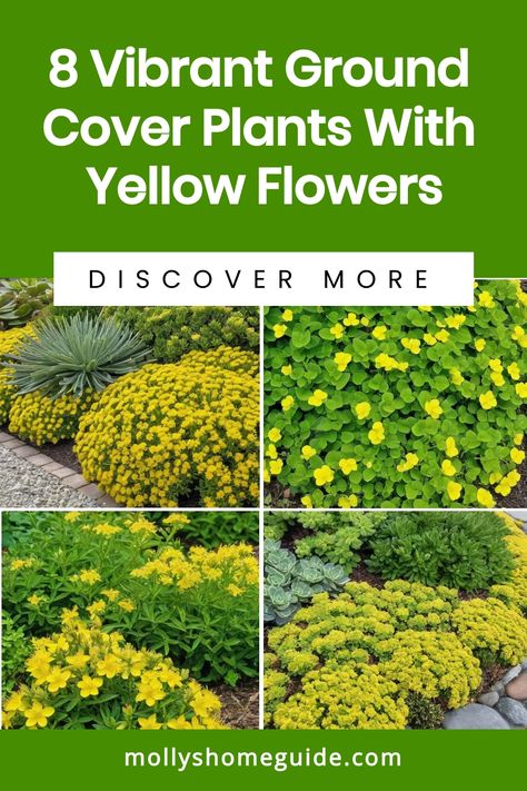 Explore the beauty of flowering ground cover plants with yellow flowers in your garden. From bright Yellow Ice Plant to vibrant St. John's Wort and charming Potentilla, these ground cover solutions will transform your outdoor space. Whether you're looking for ground cover for shade or fast-growing options like Yellow Sedum and Shrubby Cinquefoil, there's a variety of yellow dot plant ground covers to choose from. Yellow Sedum, Plants With Yellow Flowers, Shrubby Cinquefoil, Ground Cover For Shade, Flowering Ground Cover, Lysimachia Nummularia, St John's Wort, Ground Covers, Creeping Jenny