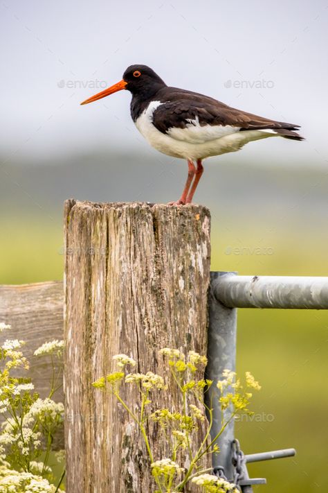 Oystercatcher Tattoo, Fun Sculpture, Oyster Catcher, Water Birds, British Birds, Bird Photos, Flock Of Birds, Shorebirds, Spring Set