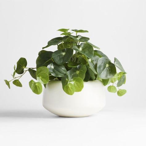 Shop Potted Faux Pilea Plant in White Pot.  Enjoy the many charms of the prized pilea plant, without the maintenance.  Unparalleled in quality and skillfully crafted to look just like the real thing, our faux version captures the plant's effusive shower of glossy, disk-shaped leaves. Cute Fake Plants, White Plant Pots, Pilea Plant, Faux Plants Decor, Plant Containers, Faux Olive Tree, Fake Plants Decor, Tall Candle Holders, Wishlist 2024