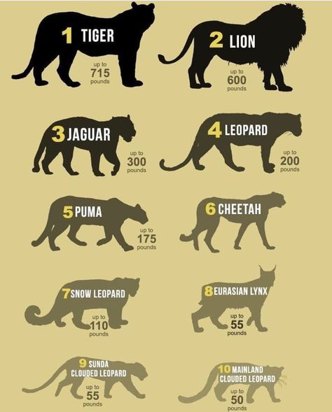 Big Cat Weights Comparison Biggest Cat In The World, Eurasian Lynx, Jaguar Leopard, Anima Mundi, Clouded Leopard, Great White Shark, Find A Way, Big Cat, Cat Aesthetic