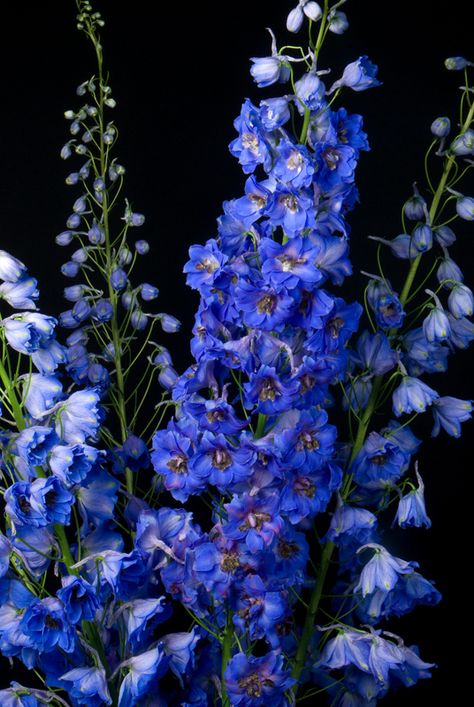 Blue Snap Dragon Flowers, Larkspur Flower Aesthetic, Delphinium Flower Aesthetic, Blue Gladiolus Flower, Blue Snapdragons, Katia Core, Dark Blue Delphinium, Lilly Garden, Blue Larkspur