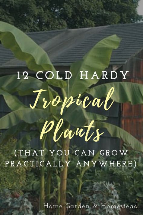 Hardy Tropical Plants, Plants Around Pool, Tropical Garden Plants, Landscaping Around Pool, Tropical Backyard Landscaping, Pool Plants, Tropical Patio, Tropical Landscape Design, Tattoo Plant