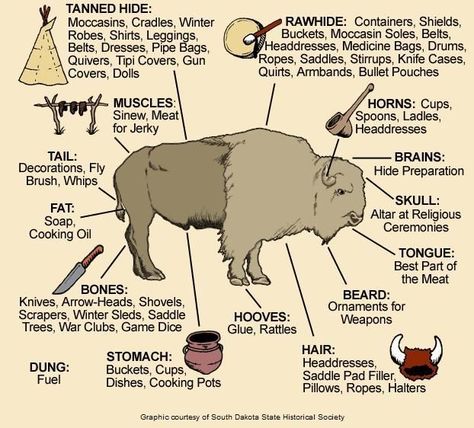 Awesome visual of how Native Americans used all the parts of a buffalo. Native Americans Unit, Babies Pics, Native American Studies, Indian Things, American Indian History, Native American Wisdom, The Oregon Trail, Native Crafts, Fur Trade