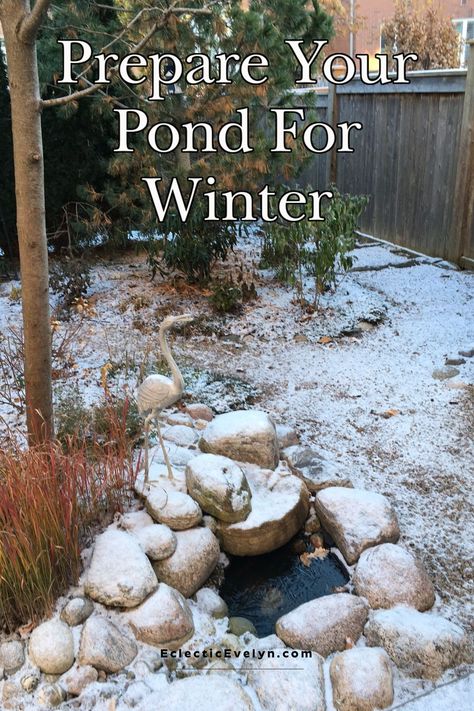 7 essential steps to prepare your pond for cold temperatures and keep it thriving through winter. Tips for plants, fish, and other wildlife.  https://www.eclecticevelyn.com/winterize-your-pond-7-steps/ #WinterisComing #PondCare #Wildlife Pond Covers, Pond Netting, Pond Cleaning, Winter Tips, Floating Plants, Pond Plants, Pet Businesses, Hardy Plants, Cold Temperature