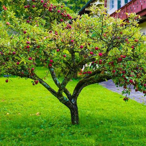 USDA Organic (Low-Chill) Fuji Apple Trees for Sale– FastGrowingTrees.com Apple Tree Care, Apple Plant, Prune Fruit, Blooming Apples, Pruning Fruit Trees, Growing Fruit Trees, Fuji Apple, Crabapple Tree, Garden On A Hill