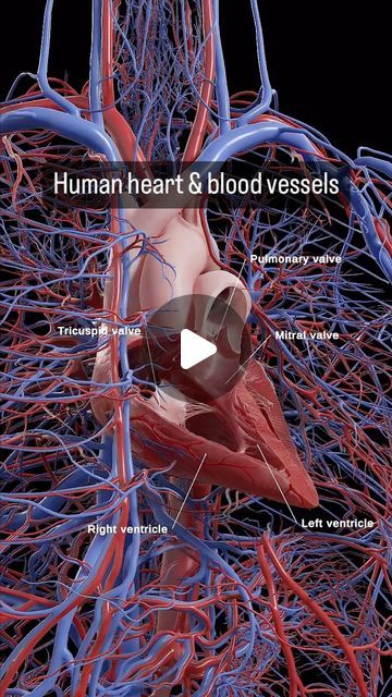 Science Optics on Instagram: "Human heart and the blood vessels. - - - #heart #anatomy #medicine #humanity" Inside Human Body, Human Heart Anatomy, Tricuspid Valve, Mitral Valve, Medical Animation, Heart Valves, Medical Videos, The Human Heart, Heart Anatomy